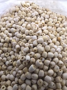 Graines de lotus séchées en gros au meilleur prix, graines de lotus blanches pour la nourriture +84947900124 - Product Image 4