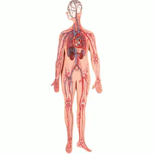 Human Circulatory System Model Biology Supplies human anatomy models Radical