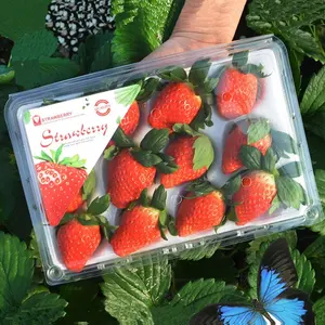 Клубничная коробка с поролоновой подкладкой пластиковая блистерная упаковка прозрачная для фруктовых овощей контейнер одноразовая