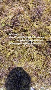 สาหร่ายทะเลอบแห้งออร์แกนิกคุณภาพสูง บรรจุถุง  ติดต่อคุณลิลี่ +84 906927736 ได้รับการรับรองมาตรฐาน HACCP - Product Image 3