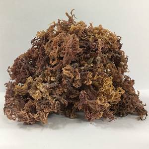 Musgo de mar dorado y morado, musgo irlandés, Exportación de VIETNAM/ámbar + 84383004939 - Product Image 3