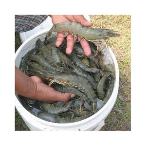 2022 Frozen Black Tiger Shrimps / Black Tiger <b>Shrimp</b> Cheap Price - Product Image 1