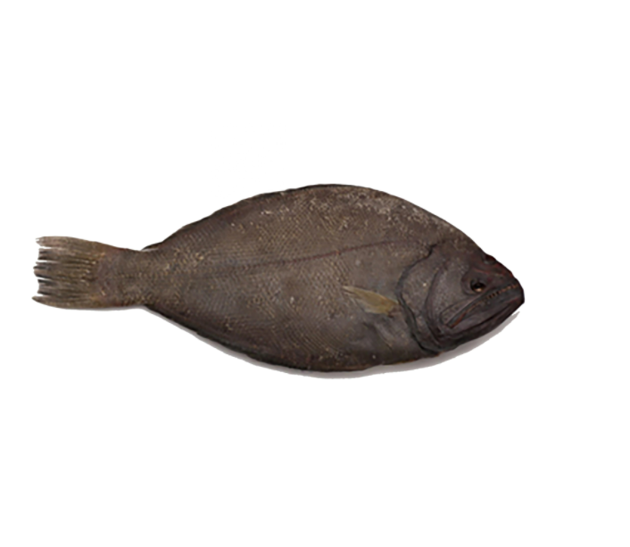 Japaneseプレイヤーの販売 オンラインショッピング オヒョウの魚 Alibaba Comでのjapaneseプレイヤーの販売