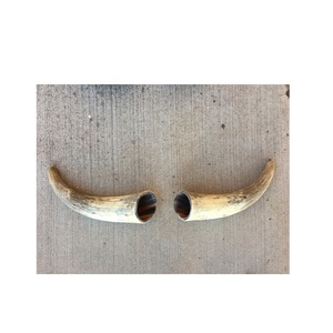 Corno di bufalo parete decorativa corno corto festa e occasione esportazioni all'ingrosso corno decorativo corno di bufalo - Product Image 6