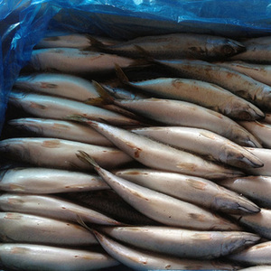 ปลาแมคเคอเรลขนาดใหญ่แช่แข็งสำหรับขาย - Product Image 3