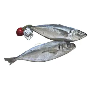 Frozen Horse Mackerel Trachurus Japonicus Whole Dried Fish with round Fat Water Preserved Packaged in Bulk Bag