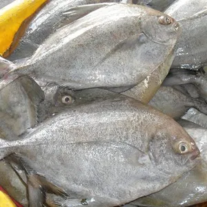 Pomfret ปลาบดแช่แข็งสีดำ200-300 300-500 500-700กรัม/เวียดนาม Pomfret ส่งออก Whatsap 0084 989 322 607