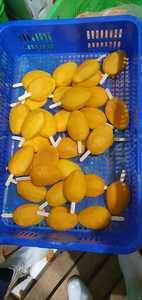 ไม้เสียบมะม่วงแช่แข็งและชิ้นมะม่วงแตก แช่แข็งแบบ IQF ผลไม้แช่แข็งถนอมความสด บรรจุภัณฑ์แบบขายส่ง - Product Image 2