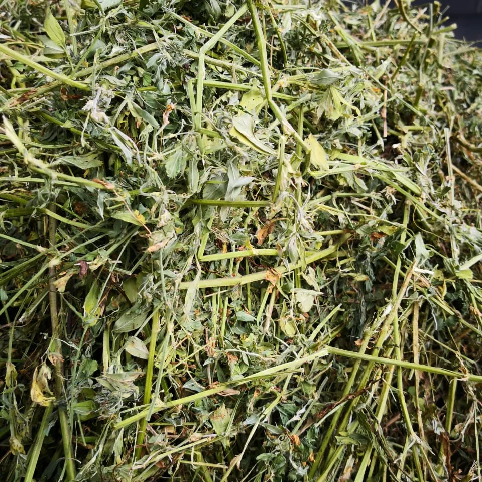 Ecological farming alfalfa grass hay factory dried organic chicken feed