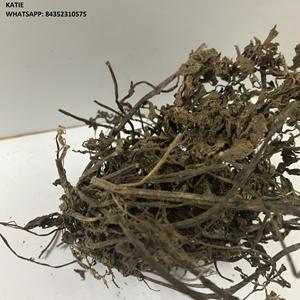 Hojas de Gelatina de Hierba Negra Secas de Alta Calidad/ Palitos de Gelatina de Hierba/ Mesona Chinensis Listos para Enviar/ Ámbar +84383004939 - Product Image 4