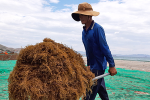 Algues sargasses séchées/poudre d'algues sargasses pour l'alimentation animale et les engrais Mme Lily - Product Image 2