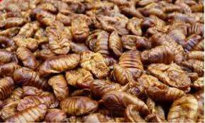 Pupae de gusano de seda seca para mascotas, MS May + 84 904183651, superventas - Product Image 2