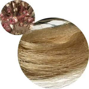 Se puede utilizar rrowroot ermicelli, ROM 100% Arrowroot fécula/hielo oodle S. ily + 84 906927736