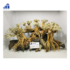 Itens quentes 2023 grande driftwood aquário bonsai driftwood para tanque de peixes betta whatsapp: + 84 961005832