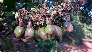 La mejor calidad de la nuez de anacardo/cáscara de anacardo en polvo de Concha-HELEN + 84374288086 - Product Image 4