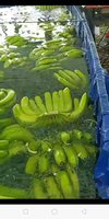 Plátano Verde de Vietnam / Ámbar