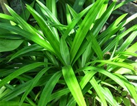 [VENTE FLASH 2024] Feuilles de Pandanus Vertes Fraîches de Haute Qualité, Emballées Sous Vide pour la Cuisine, Meilleur Prix & Saines, du Vietnam