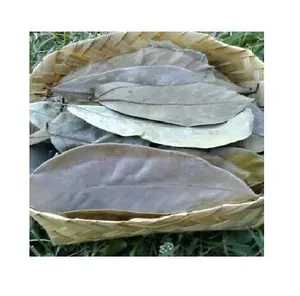 PREMIUM QUALITY DRIED SOURSOP LEAF/ LOW PRICE FOR DRIED SOURSOP LEAF (Belly: +-)