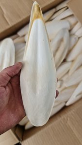 Hổ phách mự<span class=keywords><strong>c</strong></span> xương cho chim <span class=keywords><strong>c</strong></span>á chó gia sú<span class=keywords><strong>c</strong></span> nhập khẩu mã + 84383004939 - Product Image 2