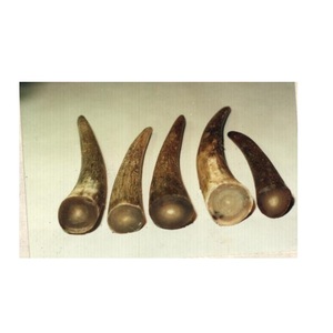 Pointes en forme de corne pastèque non polies, 50 pièces, pointes naturelles en corne, de style bodum thule, de l'inde, pour emballage en carton - Product Image 2