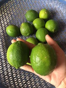 100% Natural Green Lime Seedless - Green Lemon From Vietnam - Product Image 5
