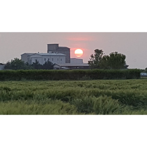 Promoción de mezcla de harina hecha en Italia, la mejor calidad, bolsa de 20 KG, mezcla de harina, ideal para pan, listo para enviar - Product Image 5