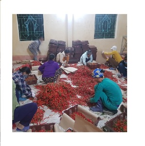 Chiles Rojos Congelados sin Tallo, Tipo Pimiento Largo, Tamaño de Invernadero 4-6 cm, Súper Picantes, Empaque Personalizado - Product Image 1