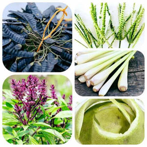 GOMA DE FRIJOL-Fructus secos Gleditschia - Product Image 2