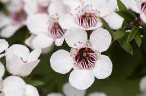 Huile essentielle de Manuka pure de la meilleure qualité, distillée à la vapeur et certifiée GMP, en provenance de Nouvelle-Zélande par AARNAV GLOBAL EXPORTS - Product Image 3