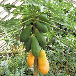 Papaya de Japón, Papaya de hielo, precio bajo, IQF, 2021 - Product Image 6
