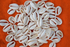 Conchas de Cauri Naturales para Fabricantes de Joyería, Arte y Manualidades y Decoración de Interiores - Product Image 2