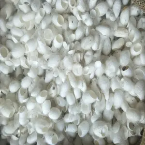 Capullo de seda de morera - Product Image 1