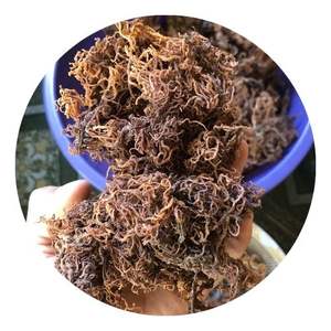 Wholesale Gold and Purple <b>Sea</b> <b>Moss</b>/Dried <b>Irish</b> <b>Moss</b>/ Golden <b>Irish</b> SeaMoss Ms. Lily - Product Image 1