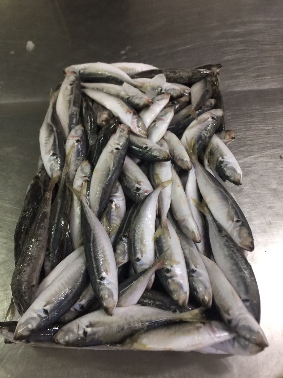 Frozen Horse Mackerel / Fish From Vietnam Cheap Price