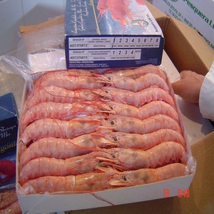 Wholesale high quality seafood frozen dry red shrimp supplier