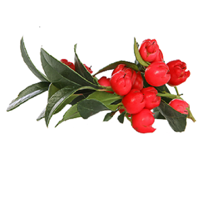 Huile Essentielle de Gaulthérie et de Tea Tree Certifiée GMP, Best-Seller pour Soins Corporels et Aromathérapie, Huile Non Diluée du Népal - Product Image 2