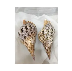 CONCHIGLIA NATURALE DECORATIVO CASA FARE SEASHELL LAMPADA IN VIET NAM