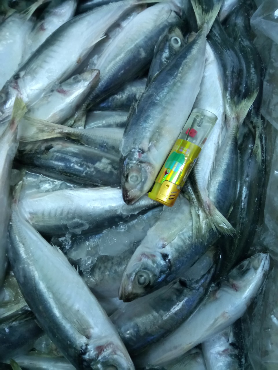 Frozen Horse Mackerel / Fish From Vietnam Cheap Price