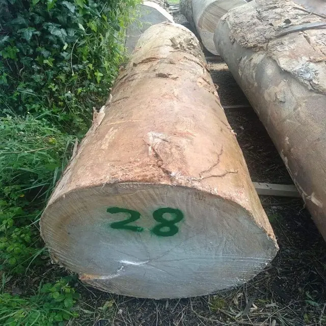 Slash pinha de madeira redonda logs descascados e poles