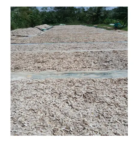ベトナム産のイカの骨シーフードと多くの利点-鳥の餌サラに使用される乾燥イカの骨 (84347587878 99ゴールドデータ
