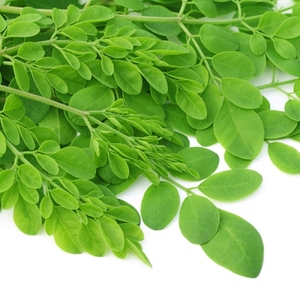 Poudre de feuille de moroléi120 ml, poudre Pure/organique, vente en gros - Product Image 3