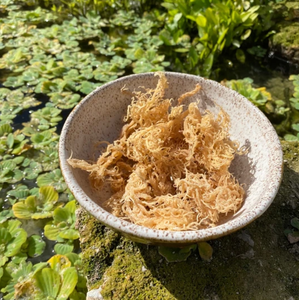 ราคาที่ดีที่สุด SEA MOSS-สีม่วงไอริชมอส-ที่มีคุณภาพสูง // Amber + 84383004939 - Product Image 1