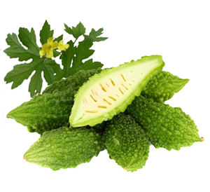 Huile de transporteur de gourde amère en vrac de meilleure qualité pour l'aromathérapie Prix raisonnable exportateur - Product Image 3