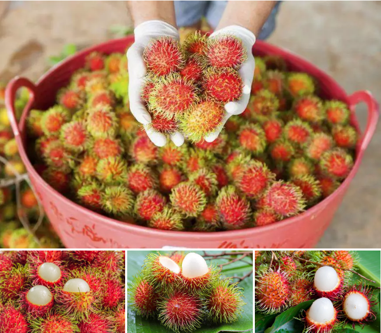 JAVA RAMBUTAN EXOTISCHE FRUCHTE AUF VITDNAM ZU VERKAUF/Meisterin Laura +84 91 850 9071