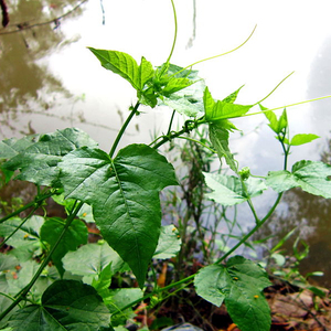 Passifloraceae แห้งจากเวียดนาม - Product Image 3