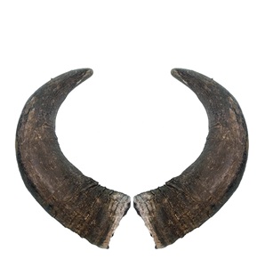 Cuernos de Vaca Crudos de Calidad en Venta a Precio Económico, Producto en Oferta, Par de Cuernos Naturales y Pulidos - Product Image 5