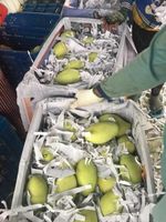 Verse KENT-variëteit groene mango, kwaliteit A, 10 kg, uit Dong Thap, Vietnam - Contact 0084 989 322 607 - 90 dagen houdbaarheid