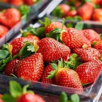 Stroberi Segar Kelas Premium 15kg Kualitas 100% Alami Asal USA Bersertifikat