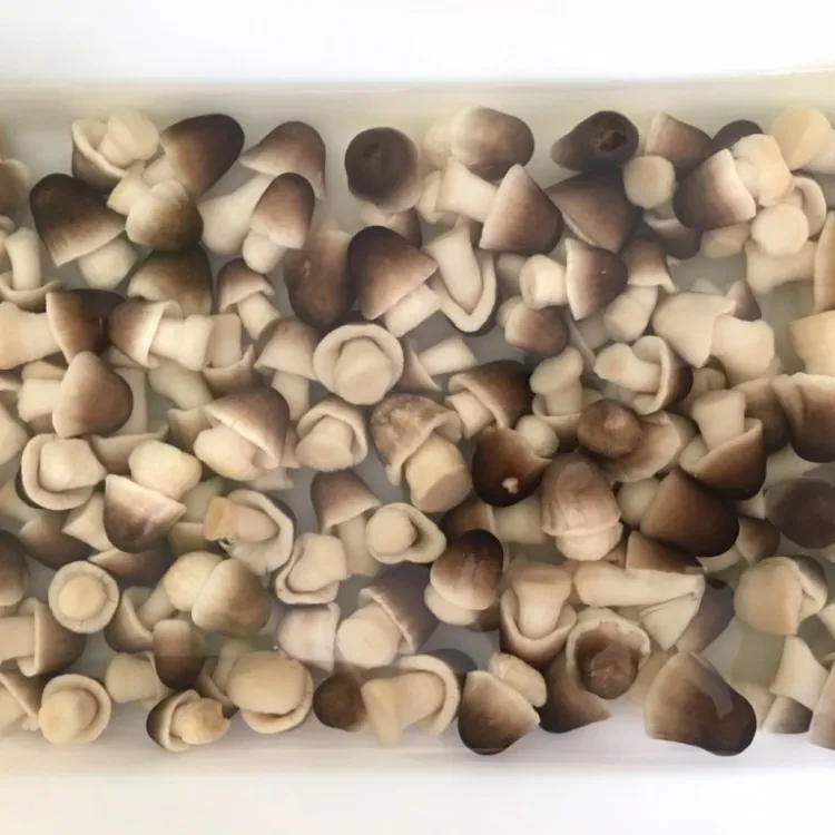 Cheapest Price Canned Brine Peeled Straw Mushrooms / WHATSAPP +84 845 639639