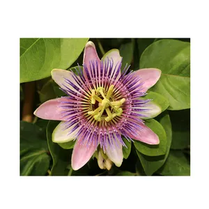 Good Quality Bulk Supply Health Beneficial Passion Flower Tea from India
